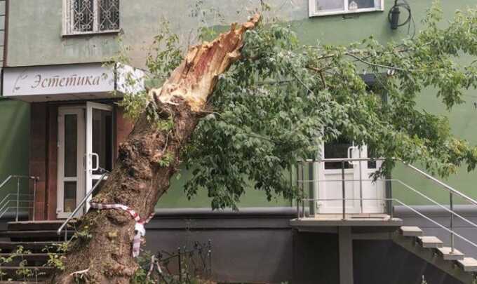 В Воронеже дерево упало и убило девушку