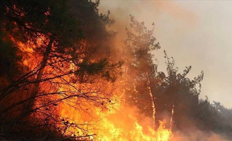 В Свердловской области зафиксированы два крупных лесных пожара
