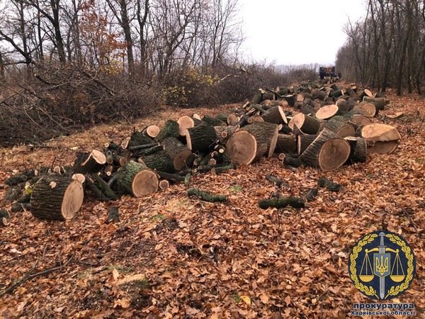 В Харьковской области задержали группу лиц во время масштабной вырубки леса